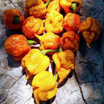 Carolina Reaper Yellow Chili Pepper Carolina Reaper Yellow Chili Pepper