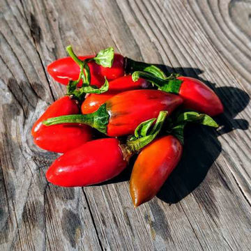 Cascabelle Chili Pepper Cascabelle Chili Pepper