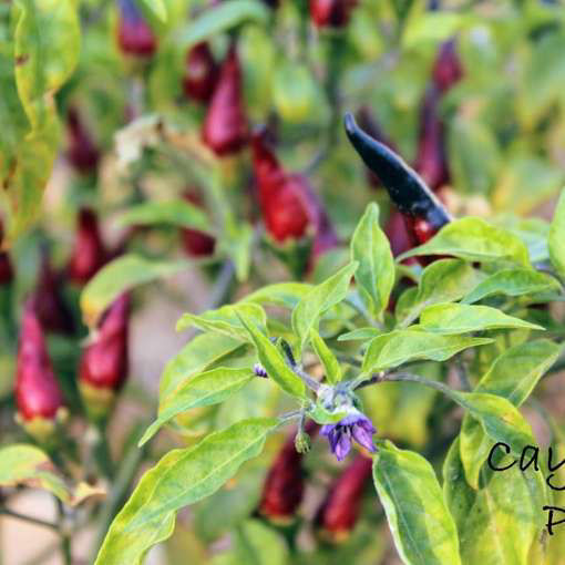 Cayenne Purple Chili Pepper