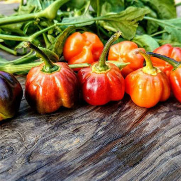 CGN 21500 Chili Pepper CGN 21500 Chili Pepper