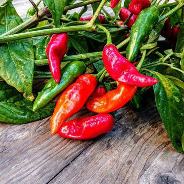 Dongya Red Chili Pepper Dongya Red Chili Pepper