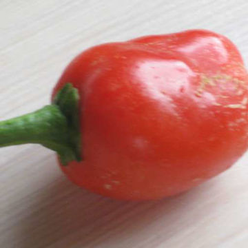 Early Jalapeño Chili Pepper Early Jalapeño Chili Pepper