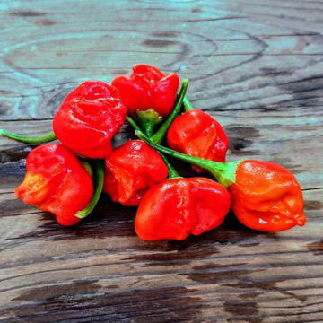 Glockenpaprika Chili Pepper Glockenpaprika Chili Pepper