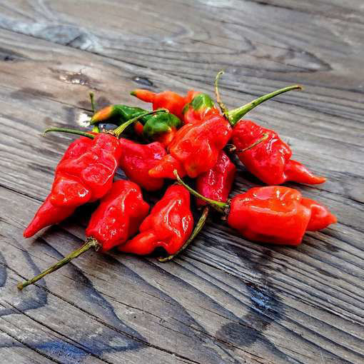 Hot Paper Lantern Chili Pepper