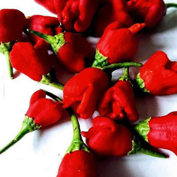 Jamaican Bell Chili Pepper Jamaican Bell Chili Pepper