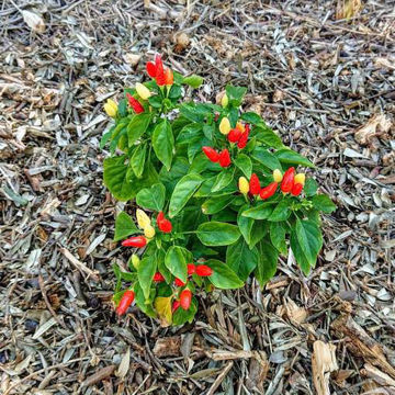 Little Elf Chili Pepper Little Elf Chili Pepper