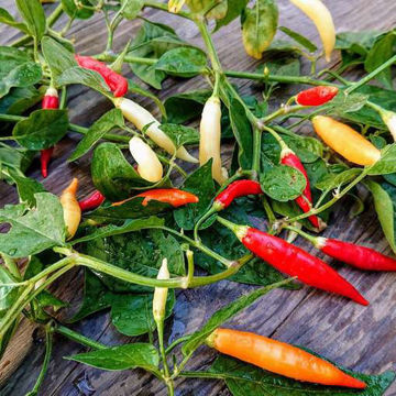 Omnicolor Chili Pepper Omnicolor Chili Pepper