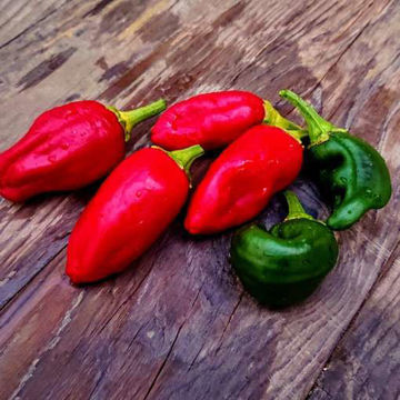 Padron Chili Pepper Padron Chili Pepper