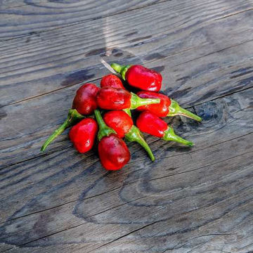 Speed Ball Chili Pepper Speed Ball Chili Pepper