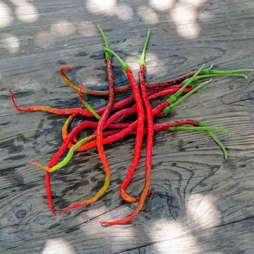 Thunder Mountain Longhorn Chili Pepper Thunder Mountain Longhorn Chili Pepper