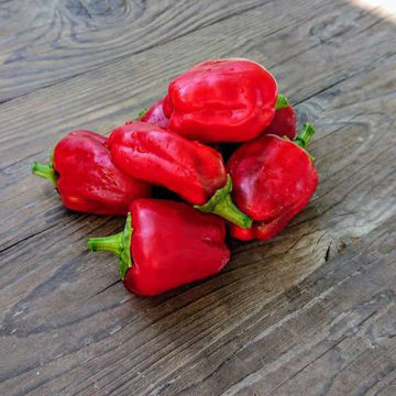 Buran Sweet Bell Pepper Buran Sweet Bell Pepper