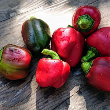 California Wonder Sweet Pepper California Wonder Sweet Pepper