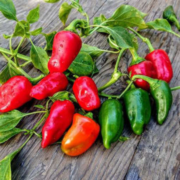 Chiltoma de Nicaragua Sweet Pepper Chiltoma de Nicaragua Sweet Pepper