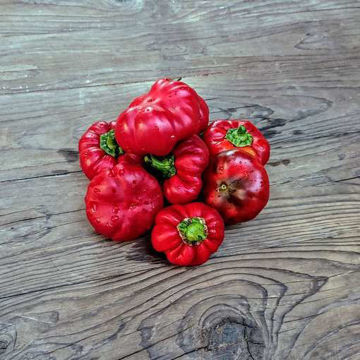 Coral Sweet Pepper Coral Sweet Pepper