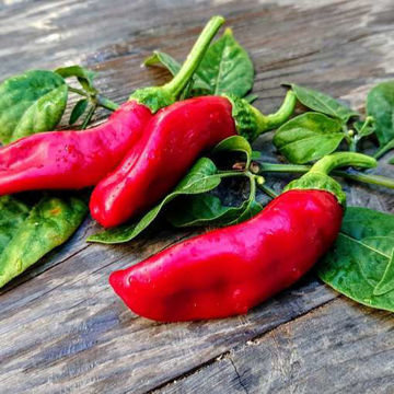 Mini Bell Red Sweet Pepper-Meraki Seeds