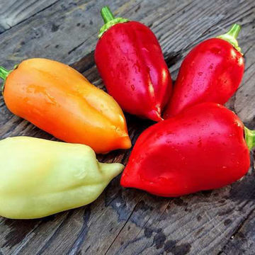 Ferenc Tender Sweet Pepper Ferenc Tender Sweet Pepper