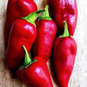 Florini Sweet Pepper Florini Sweet Pepper