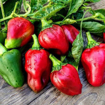 Giapponese Sweet Pepper Giapponese Sweet Pepper