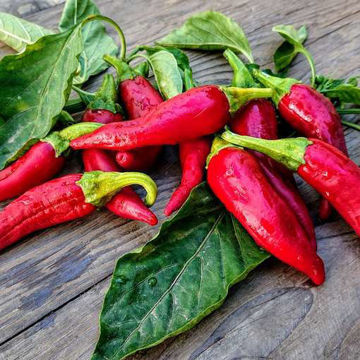 Hungarian Boldog Sweet Pepper Hungarian Boldog Sweet Pepper