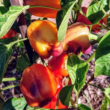 Iko Iko Sweet Pepper Iko Iko Sweet Pepper