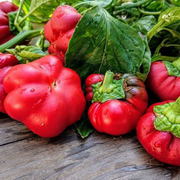 Liebesapfel Sweet Pepper Liebesapfel Sweet Pepper