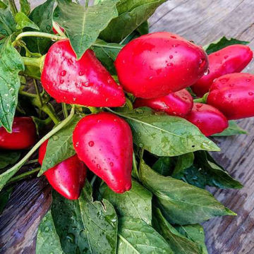 Lipstick Sweet Pepper Lipstick Sweet Pepper