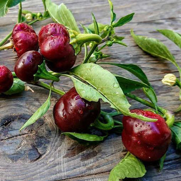 Mini Bell Chocolate Sweet Pepper Mini Bell Chocolate Sweet Pepper