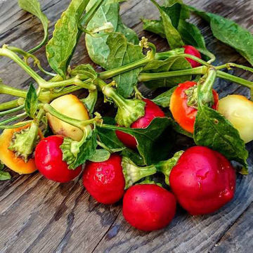 Ontara Sweet Pepper Ontara Sweet Pepper