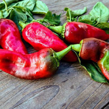 Pantos Sweet Pepper Pantos Sweet Pepper