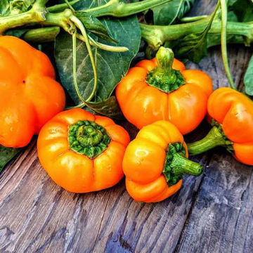 Paradicsom Alaku Sarga Szentes Sweet Pepper Paradicsom Alaku Sarga Szentes Sweet Pepper