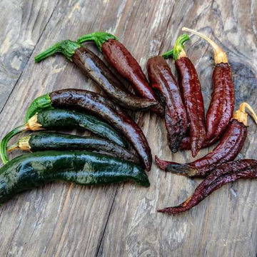 Pasilla Sweet Pepper Pasilla Sweet Pepper