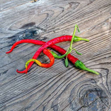 Python Sweet Pepper Python Sweet Pepper