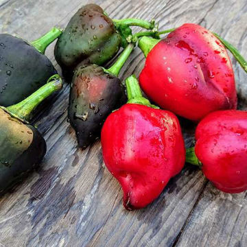 Black Oda Sweet Pepper Black Oda Sweet Pepper