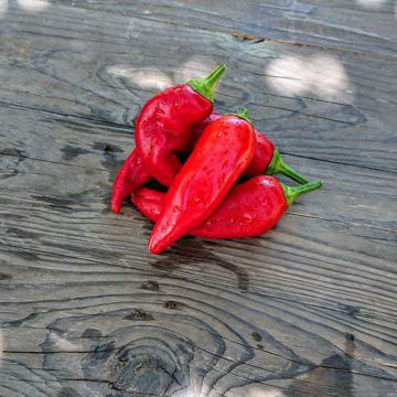 Sweet Dreams Sweet Pepper Sweet Dreams Sweet Pepper