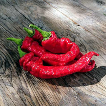 Sweet Nardello Sweet Pepper Sweet Nardello Sweet Pepper