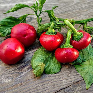 Tomatopepper Sweet Pepper Tomatopepper Sweet Pepper