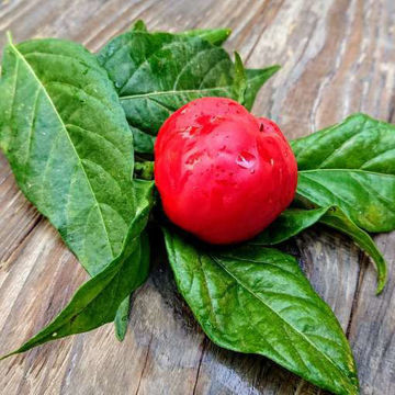 Top Girl Sweet Pepper Top Girl Sweet Pepper