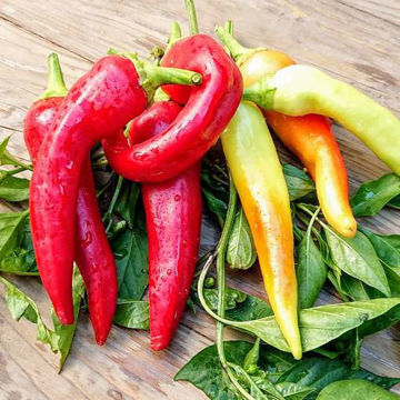 Yesil Tatli Sweet Pepper Yesil Tatli Sweet Pepper
