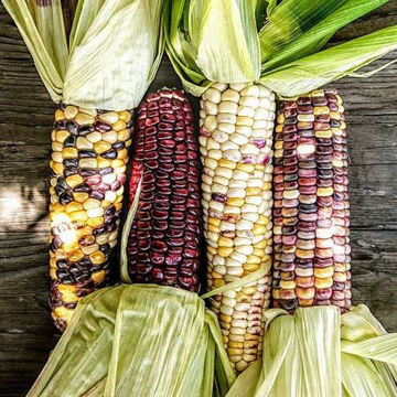 Glass Gem Corn (Zea Mays) - Pueblo Seed