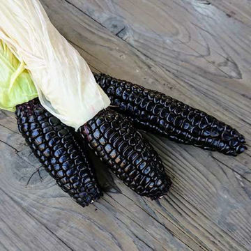 Maiz Morado Sweet Corn Maiz Morado Sweet Corn