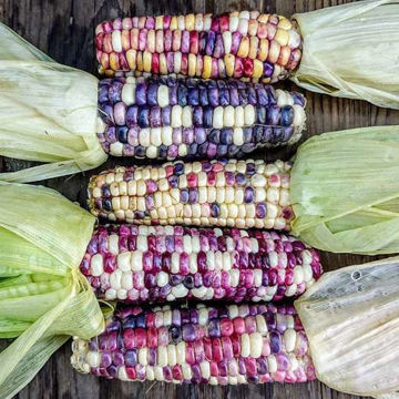 Painted Hill Sweet Corn Painted Hill Sweet Corn