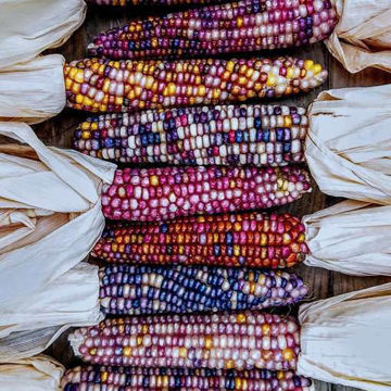 Glass Gem Corn Popcorn Glass Gem Corn Popcorn