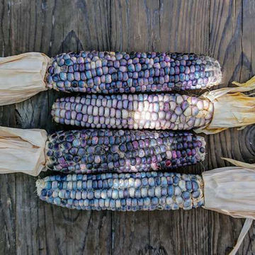Hopi Turquoise Flour Corn Hopi Turquoise Flour Corn