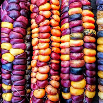 Painted Mountain Flour Corn Painted Mountain Flour Corn