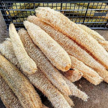 Luffa Gourd Luffa Gourd
