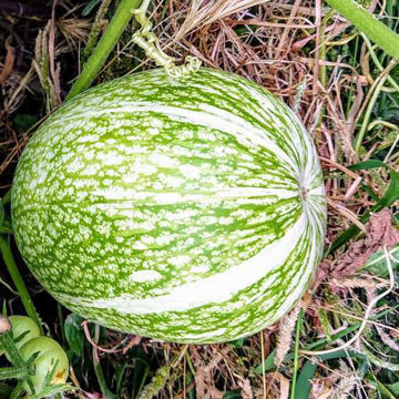 Figleaf Gourd Figleaf Gourd