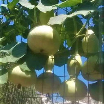 Bottle Gourd Bottle Gourd