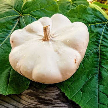 Patisson White Squash Patisson White Squash