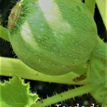 Tondo di Toscana Zucchini Tondo di Toscana Zucchini