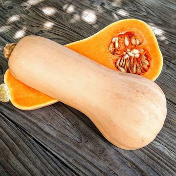 Butternut Butternut